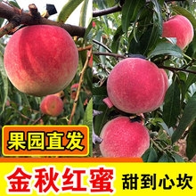 水蜜桃